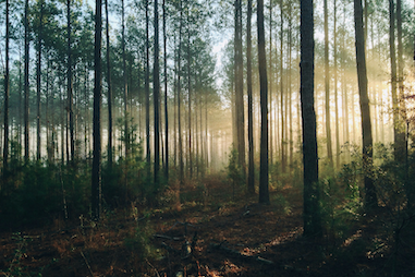 Ervaar totale rust tijdens ons Bosbad-retraite in Nederland. Dompel u onder in de natuur voor ultieme ontspanning en mindfulness.\