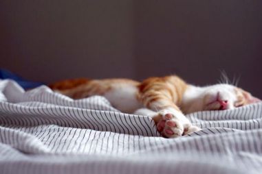 Slaapverbetering programma\'s