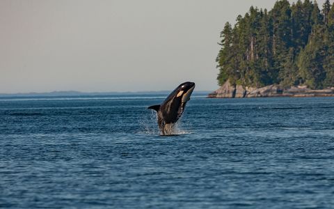 Image for Wist je dat?