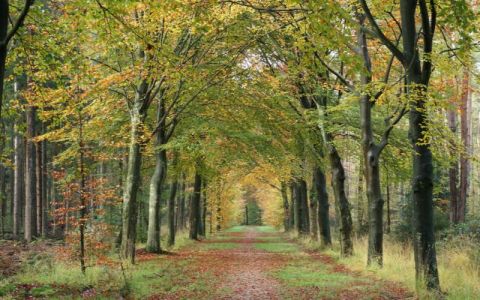 Image for Yoga & Bosbaden retraite