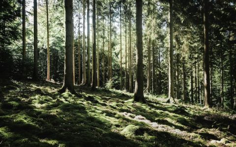 Image for 1. Mindful onderdompeling