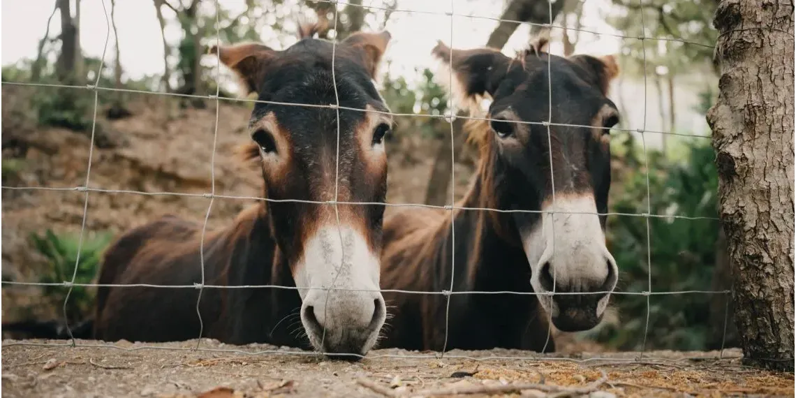 Es Racó d'Artà - Mallorca