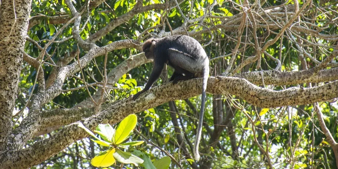 Haritha Villas & Spa